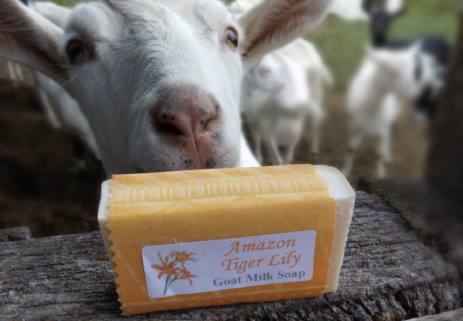 Why GOAT MILK soap?